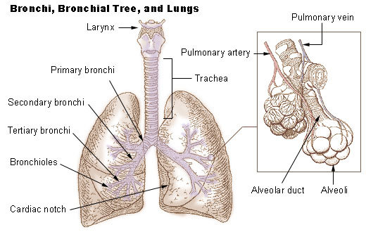 Quels sont les symptômes de la pneumonie ?