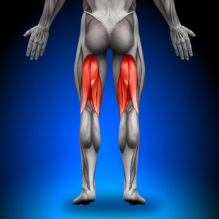 Quels sont les muscles des jambes ?