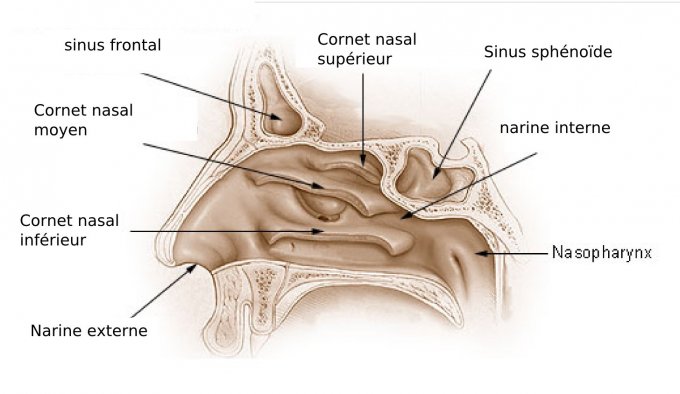 Illustration : les cavités nasales