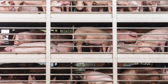 Clusters dans les abattoirs : peut-on manger de la viande sans attraper le Covid-19 ?