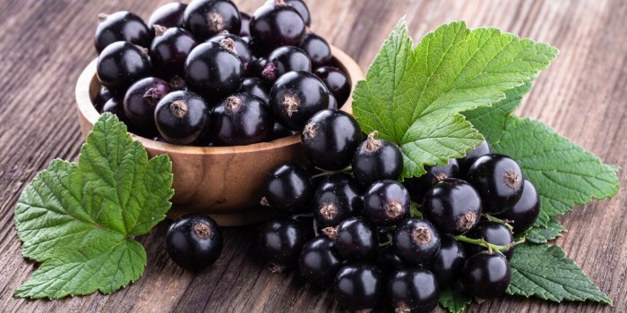 fresh ripe black currant in wooden bowl with original leaves on rustic old background close-up healthy food, harvesting, ...