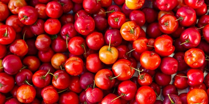 close up of fresh acerola cherry fruits the acerola juice contains 40 to 80 times more vitamin c than lemon or orange juice