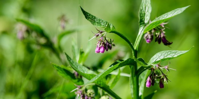 small blue flowers of symphytum officinale, commonly known as quaker comfrey, cultivated comfrey, boneset, knitbone, cons...