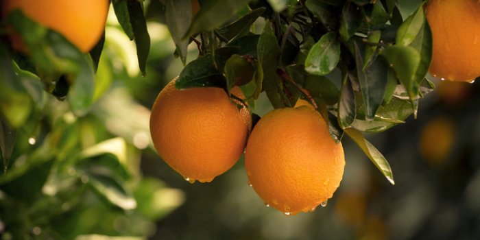 Pesticides : le top 15 des fruits et lÃ©gumes les plus contaminÃ©s