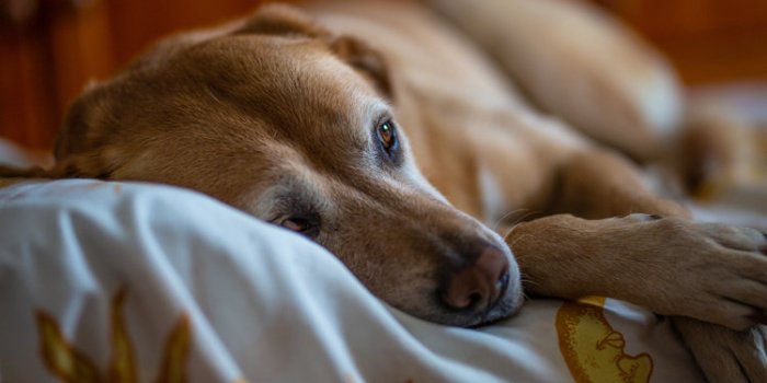 Canicule : 5 signes dâun coup de chaleur chez le chien