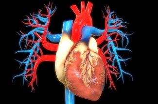 Cardiomegalie (hypertrophie du cœur) : causes, complications, traitements