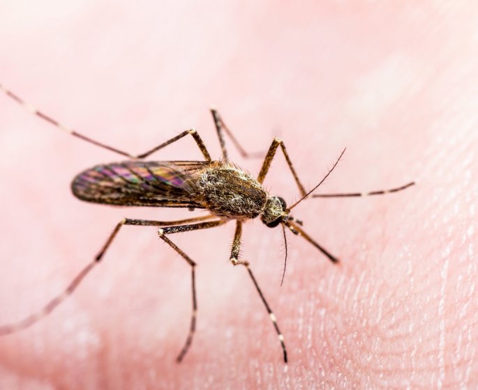 Piqure de moustique : comment soulager, eviter ces piqures qui grattent ?