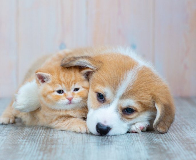 Bien-etre animal : 5 questions a se poser avant d-adopter un chien ou un chat