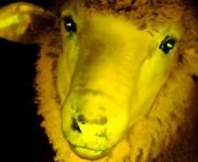 Des scientifiques ont fait naitre des moutons phosphorescents !