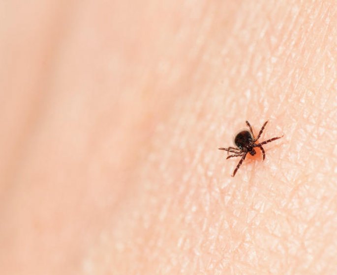 Maladie de Lyme : peut-on en mourir ?