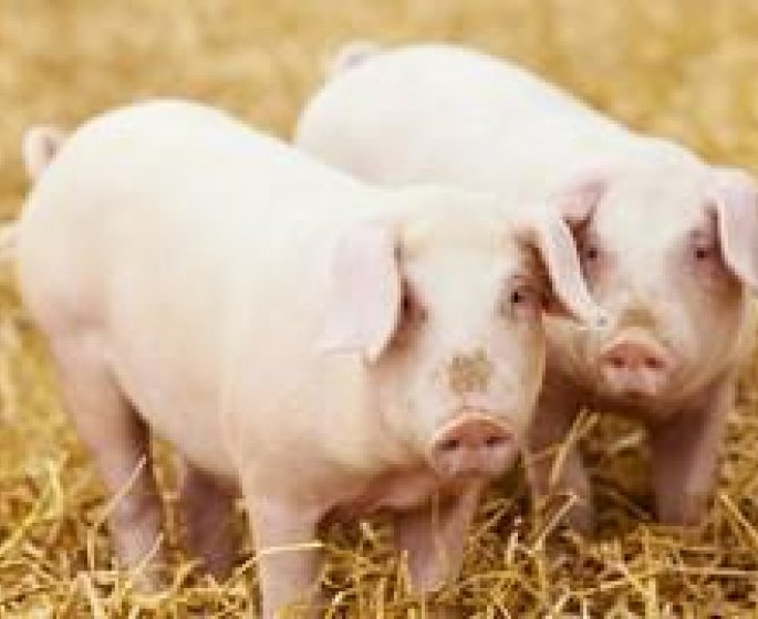 Retrait de lots d-oreilles de porcs cuites pour cause de listeriose