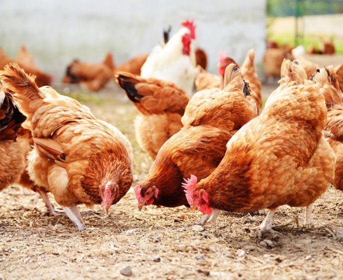 Grippe aviaire : le risque pour l-homme