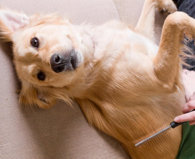 Pellicules et perte de poils chez le chien : une solution