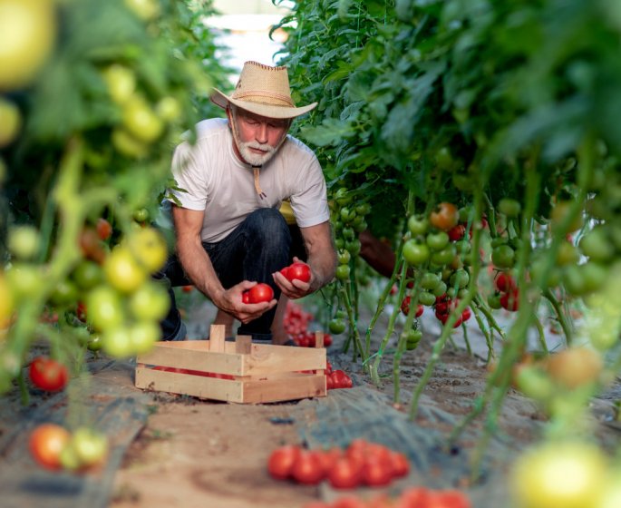 ToBRFV : ce dangereux virus affecte les tomates, poivrons et piment !