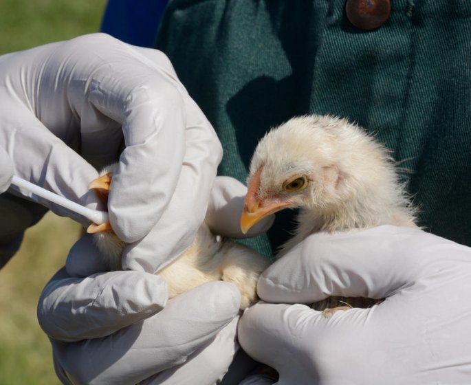 Grippe aviaire : le traitement aux antiviraux