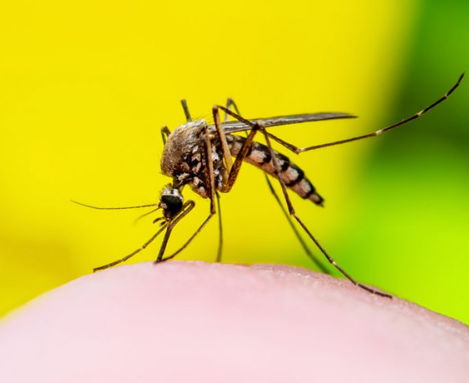 La liste des meilleurs repulsifs anti-moustiques 