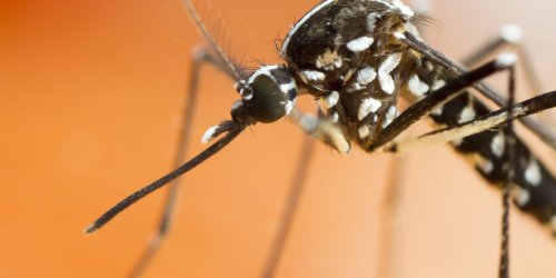 Piqure de moustique tigre : quelles maladies peut-il vous transmettre ?