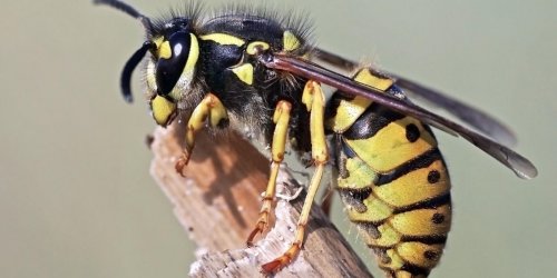 Piqure d’insecte : comment reconnaitre une allergie ?