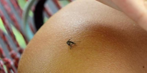 Moustique tigre: quels sont les symptomes du virus Zika ? 