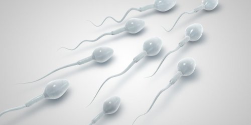 Sperme : la difference entre le liquide seminal et preseminal