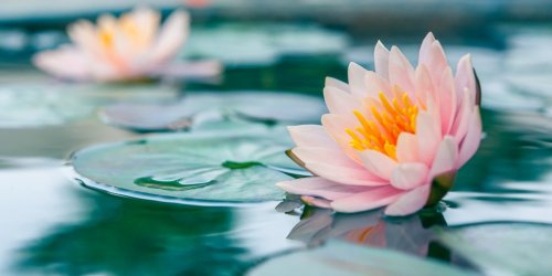 Les 5 bienfaits de la Fleur de Lotus 