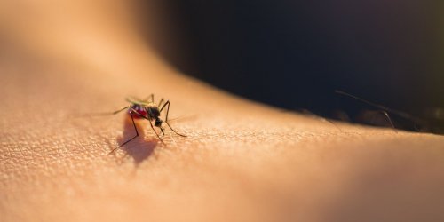 Piqures de moustique : 7 astuces pour les eviter
