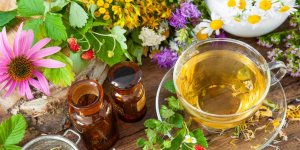 Phytotherapie : les contre-indications 