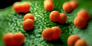 Meningite bacterienne : les bacteries en cause