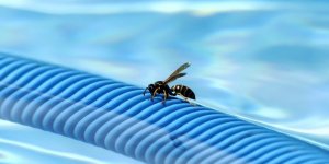 Piscine : les insectes potentiellement dangereux