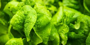 Certaines salades contiennent des produits suspectes d’etre cancerogenes