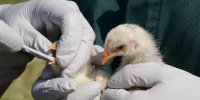Grippe aviaire : après H5N1, H7N9 ?