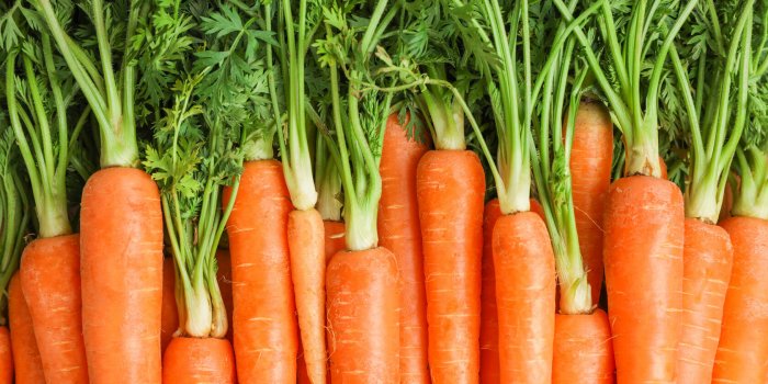 VIDEO : Les carottes rendent-elles vraiment aimables ? 